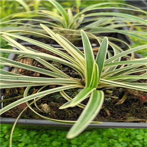 Ophiopogon planiscapus Little Tabby