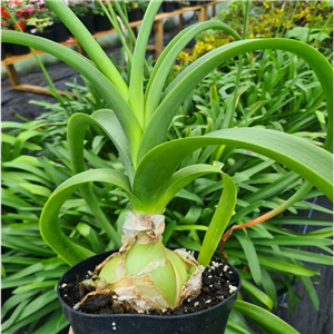 Ornithogalum caudatum