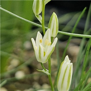 Ornithogalum unknown species from South Africa