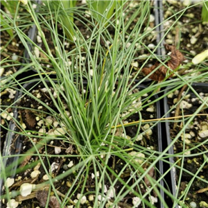 Ornithogalum unknown species from South Africa