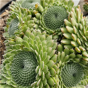 Orostachys spinosus