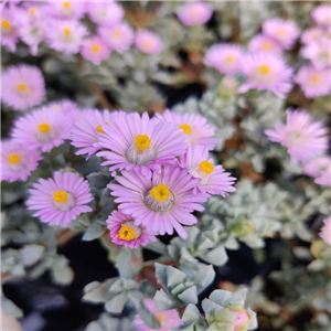 Oscularia deltoides