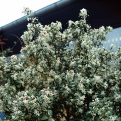 Osmanthus burkwoodii