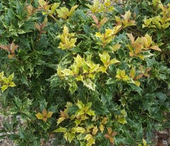 Osmanthus heterophyllus Goshiki