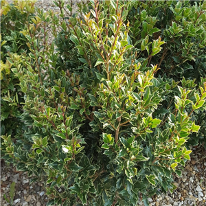 Osmanthus heterophyllus Variegata