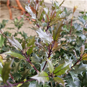 Osmanthus heterophyllus Purpureus