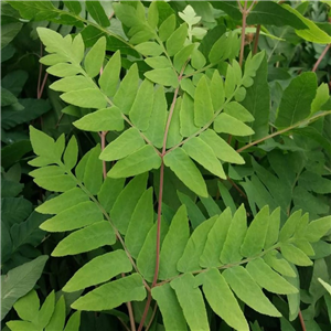 Osmunda regailis Purpurescens