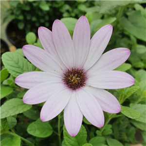 Osteospermum Lady Leitrim