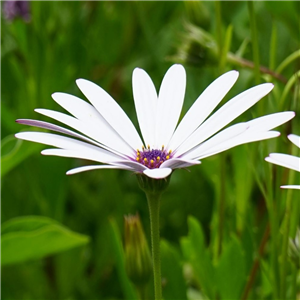 Osteospermum Snow Pixie