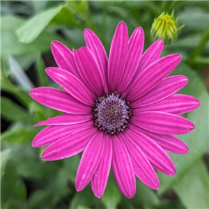 Osteospermum Tresco Purple