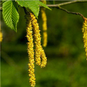 Ostyra carpinifolia