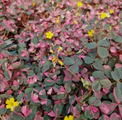 Oxalis spiralis ssp. vulvanicola Plum Crazy