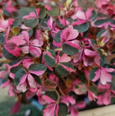 Oxalis spiralis ssp. vulvanicola Plum Crazy