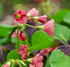 Oxalis tetraphylla Iron Cross