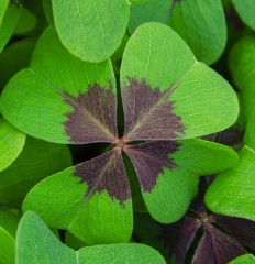 Oxalis tetraphylla Iron Cross