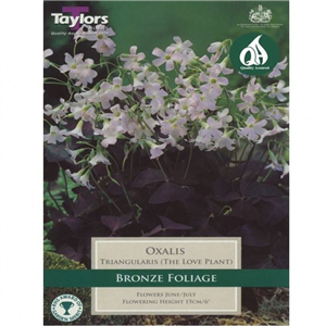 OxalisTriangularis (The Love Plant) Pre Pack