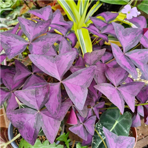 Oxalis triangularis