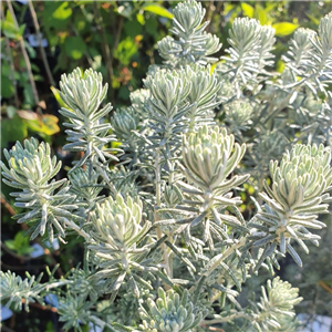 Ozothamnus rosmarinifolius Silver Jubilee