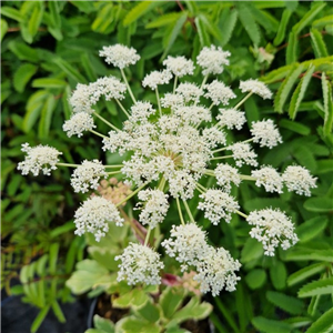 Peucedanum ostruthium Daphnis