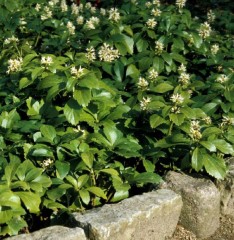 Pachysandra terminalis Green Carpet