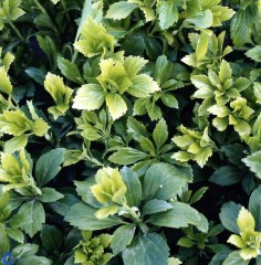 Pachysandra terminalis Green Carpet