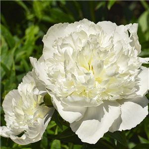 Paeonia Duchess de Nemours