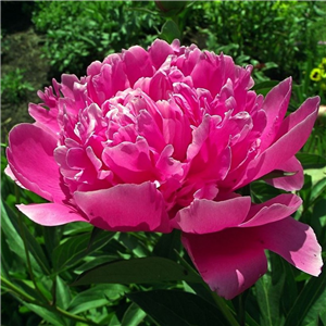 Paeonia lactiflora Felix Crousse