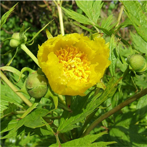 Paeonia lutea