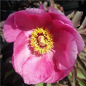 Paeonia mollis