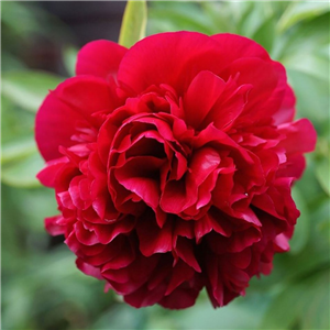 Paeonia Red Double