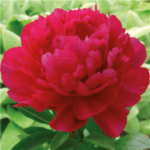 Paeonia lactiflora Kansas