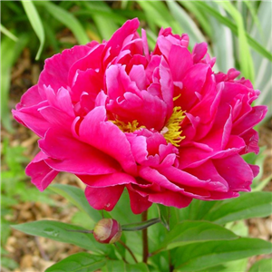 Paeonia Karl Rosenfield