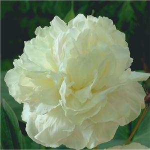 Paeonia Shirley Temple