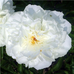 Paeonia double white form