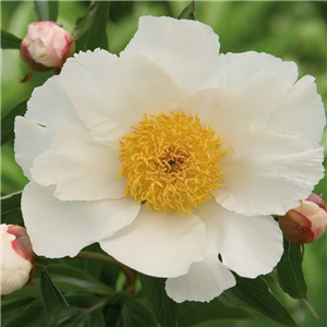 Paeonia lactiflora White Wings