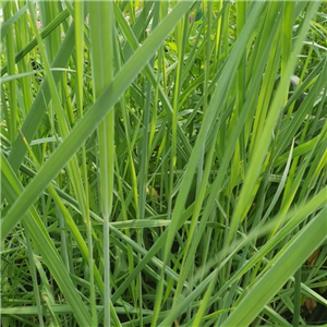 Panicum virgatum Blue Giants