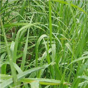 Panicum virgatum Emerald Chief