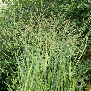 Panicum virgatum Heavy Metal