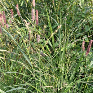 Panicum virgatum Kupferhirse