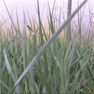 Panicum virgatum Prairie Sky