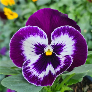 Pansy Purple and White