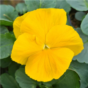 Pansy Yellow