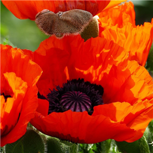 Papaver orientale Brilliant