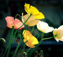 Papaver nudicaule Kelmscott Giants