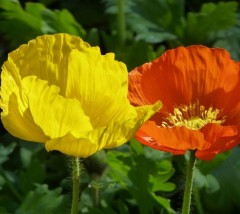 Papaver nudicaule Kelmscott Giants