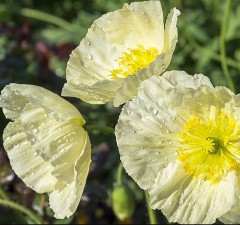 Papaver nudicaule Kelmscott Giants