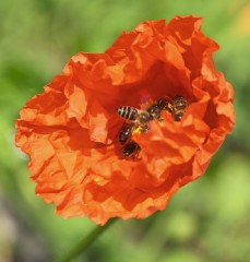 Papaver orientale Harvest Moon