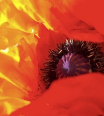 Papaver orientale Harvest Moon