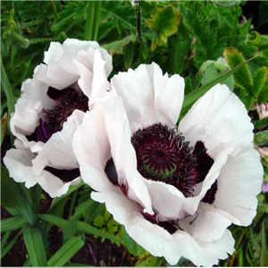 Papaver orientale Royal Wedding