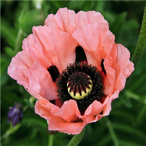 Papaver orientale Princess Victoria Louise